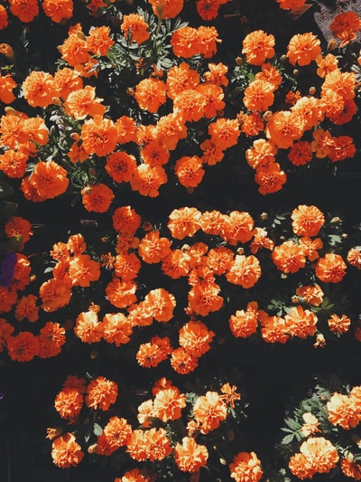 白天盛开的橙色花瓣的花